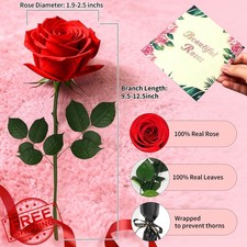 Rosa rossa conservata in