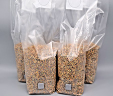 Grano biologico sterile Grain Spawn bustina da 1L -3/5/10 a scelta, porta vaccinazione e microfiltro