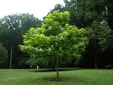 Catalpa bignonioides "Albero dei sigari" pianta in vaso ø26 h. 2 metri e oltre