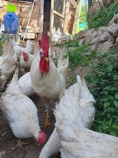 15 Uova Feconde Galline