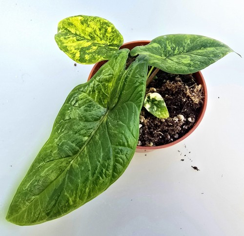 Bellissima alocasia scalprum - bellissima,