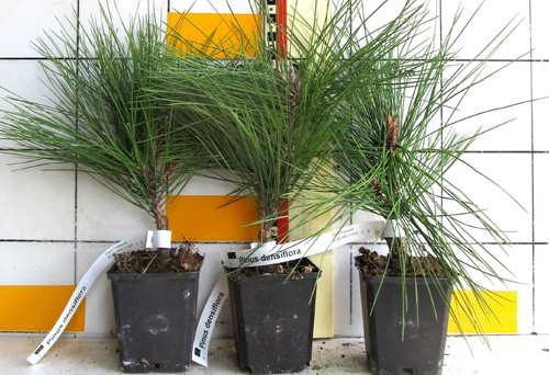 Pino rosso giapponese pinus - pino,