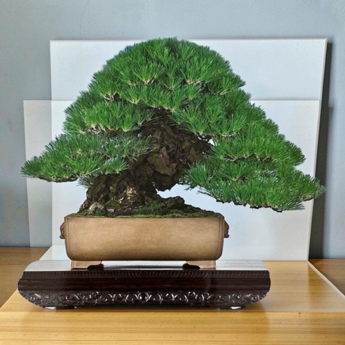 Monthly modern bonsai 2024 - modern, jan