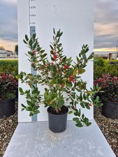 Agrifoglio Ilex × ‘Nellie