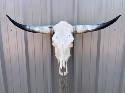 Longhorn teschio sterzo - longhorn, di