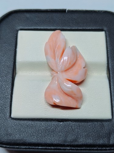 Corallo rosa giapponese
