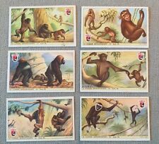 Le Scimmie Antropomorfe - 6 Figurine Caffè Lavazza. Anni 50