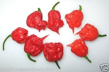 30  SEMI DI CAROLINA REAPER