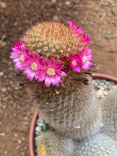 Mammillaria spinosissima subs - mammillaria,
