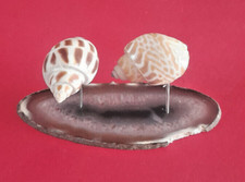 Conchiglie da collezione -n. 2 esemplari di Babylonia