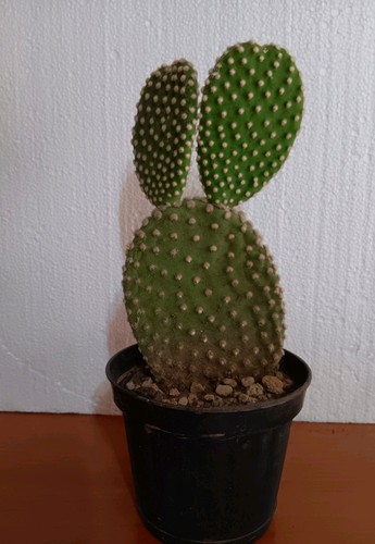 Opuntia microdasys altezza - microdasys,