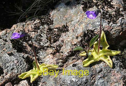 Photo 6x4 common - photo,