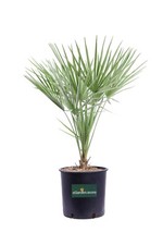 Pianta di Palma di San Pietro