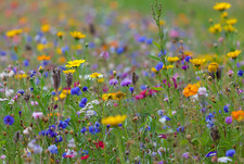 1KG FIORE SELVATICO SEMI