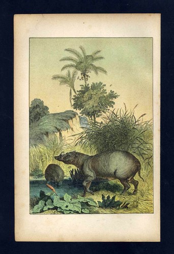 Isola ceylon java il - di,