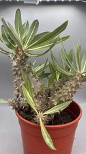 Pachypodium saundersii Raro