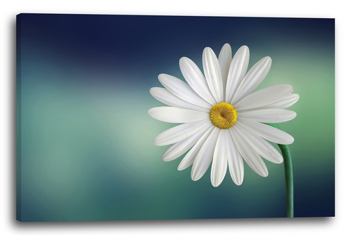 Tela cornice fiori - tela/cornice, foto