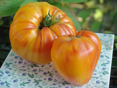 Arancia oxheart pomodoro - oxheart,