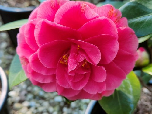 Camelia giapponese camellia - giapponese, "camellia