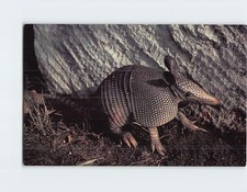 Cartolina L'Armadillo