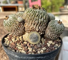 Pelecyphora aselliformis (Mexico) Pianta adulta semina 1991.