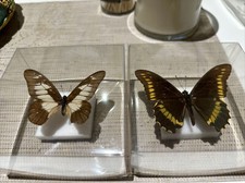 2 Farfalle imbalsamate Rare