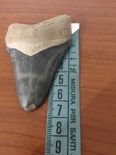 Autentico dente di squalo di