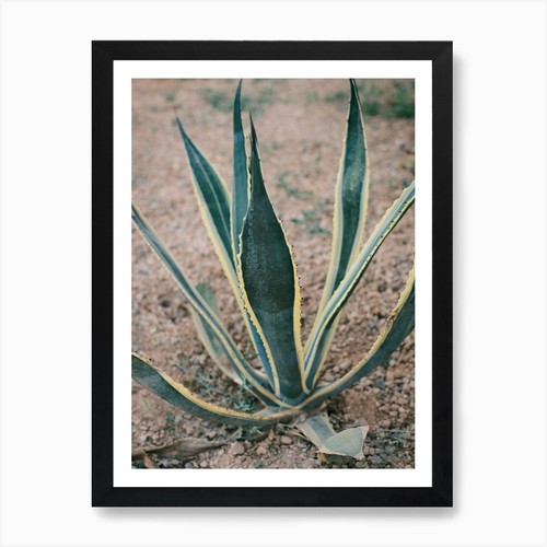 Agave terra rossa ibiza - agave,