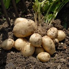 Seёds di patate, 0,01 g