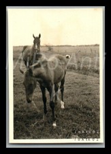 Foto, WW2, Funker Berndt