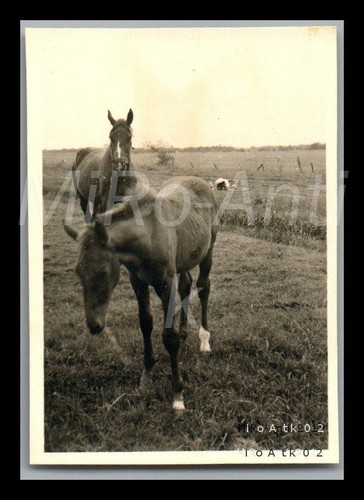 Foto ww2 funker berndt - foto,,