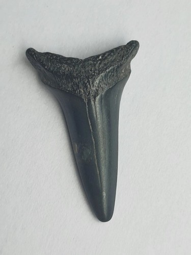 Otodus denti squalo - denti,