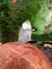 Lott X15 NEOCARIDINE DAVIDI Blackblue +6Omaggi GAMBERETTI ACQUARIO DOLCE Antialg