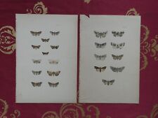 Coppie di Farfalle metà