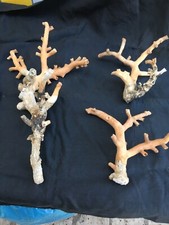 conchiglie al naturale