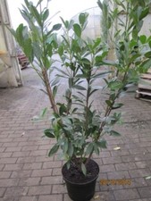 Prunus laurocerasus caucasica