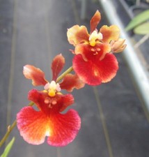 Oncidium tolumnia jairak - jairak, flyer