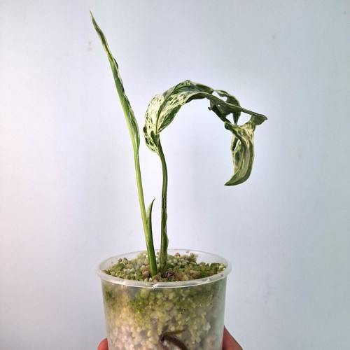 Monstera frozen frickles - monstera,