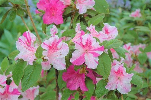 Twist azalea deciduous well - twist~~azalea,
