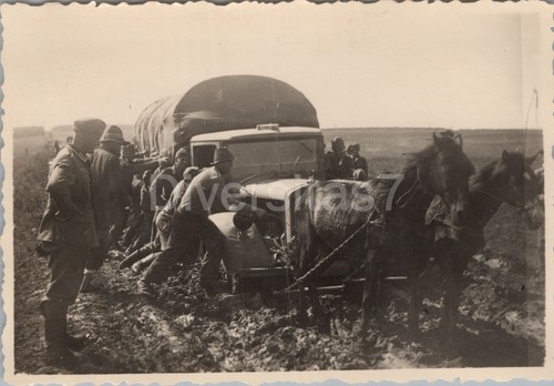 Foto cavalli rumeni - i.r.16,,