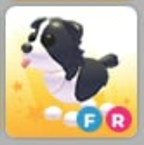 Border collie adopt - collie,