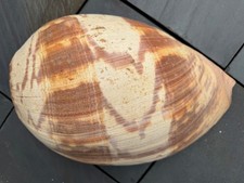 Anfora Melo XXL 38,5-39,5 cm -