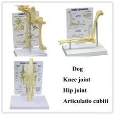 Scheletro cane cane modello