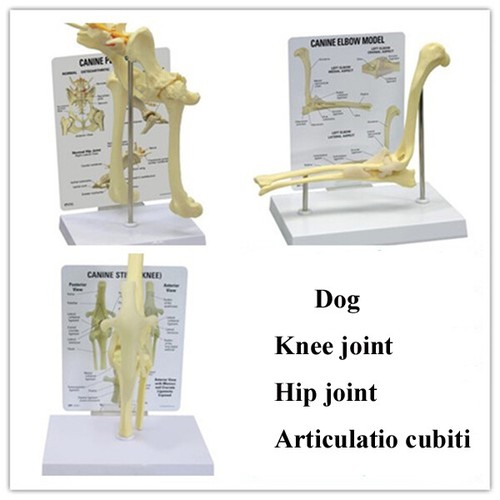 Scheletro cane - , modello