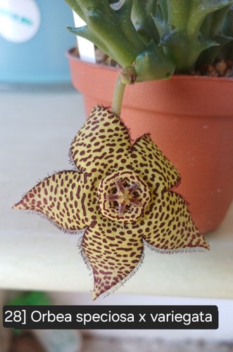Talea radicata orbea - 1,