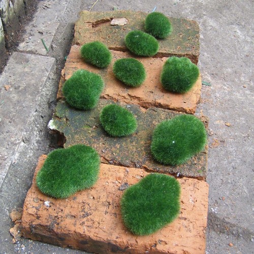 Trasforma tuo giardino di - trasforma,