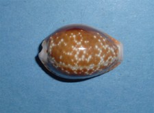 Cypraea Helvola Argella Madagascar  
