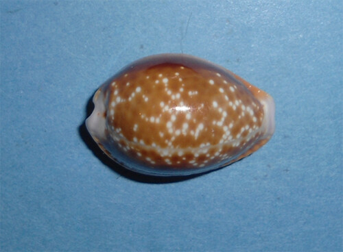 Cypraea helvola argella - helvola,