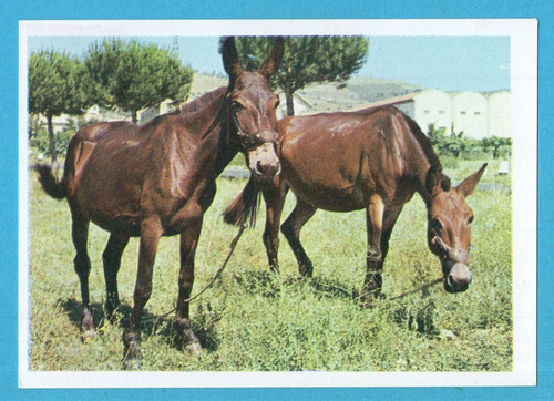Animali tutto il - animali,