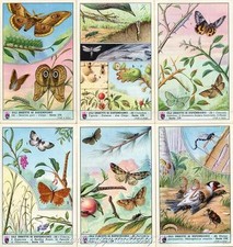 Figurine Lavazza serie n°176